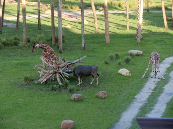 animals